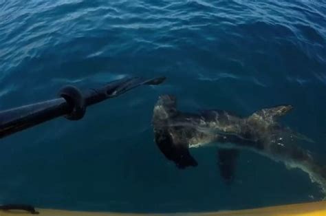 Kayaker Repeatedly Fights Off Hammerhead Shark With Paddle