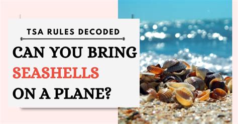 Can You Bring Seashells On A Plane Seashells TSA Rules