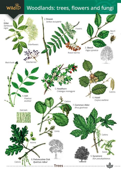 Woodland trees, flowers & fungi – Field Studies Council