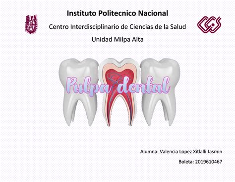 Pulpa Dental Embriolog A Histolog A Instituto Politecnico Nacional