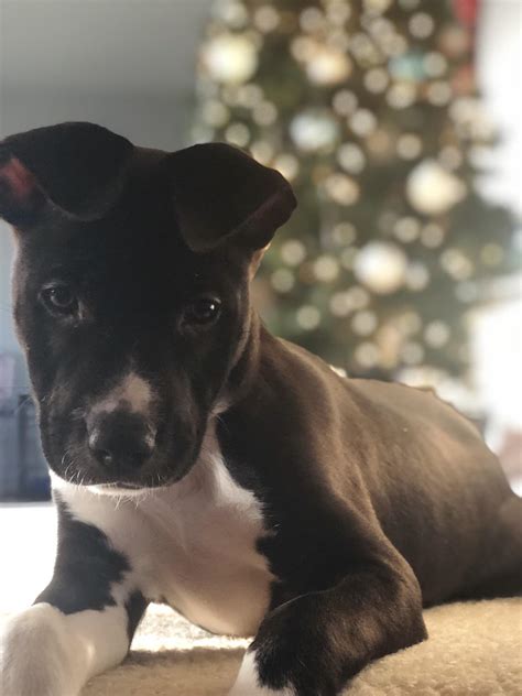 half labrador half pitbull 6