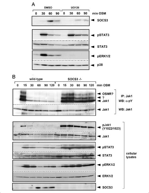 SOCS3 Negatively Regulates OSM Mediated Signal Transduction A MAPKs