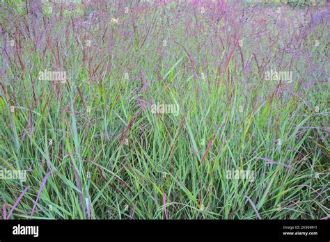 Grasses grass -Fotos und -Bildmaterial in hoher Auflösung – Alamy
