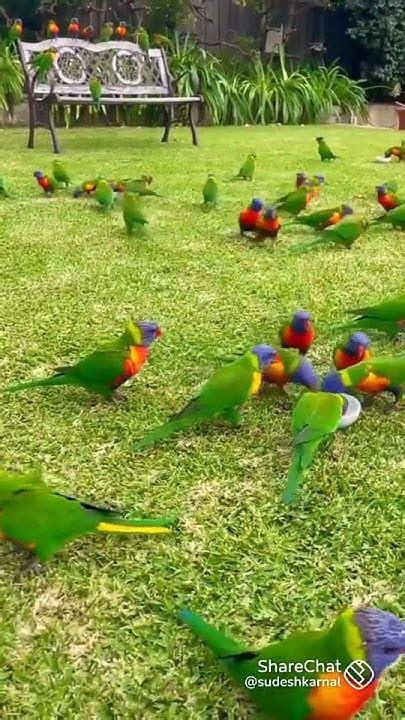 Birdlovers 🦜🐦🦚🌺 I Love Birds 🐦🐦 🥰😍🥰 Youtube