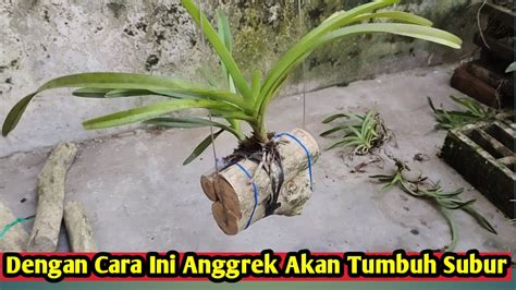 MENANAM ANGGREK VANDA DI BATANG KAYU Anggrek Akan Lebih Subur Anggrek