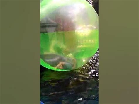 Хомяк в шарике - YouTube