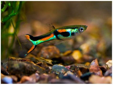 Endlers Livebearers For Sale Hzwsdxgfs2