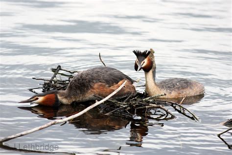 Wanstead Birder Hot Grebe Porn Mrs Grebe Does Wanstead IV