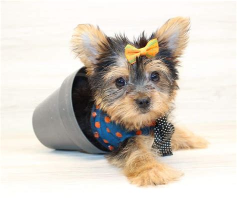 yorkie dog breed information characteristics puppy heaven