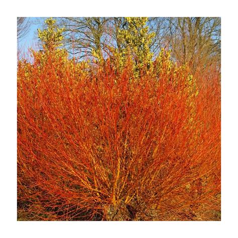 Salix Alba Britzensis Scarlet Willow Plants British Hardwood Tree