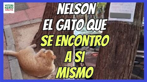 💝 La Historia De Nelson El Gato Perdido Que Se EncontrÓ A SÍ Mismo 💝 Youtube