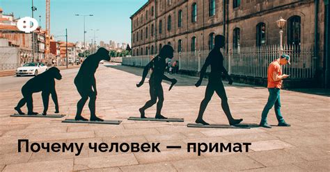 Почему человек — примат