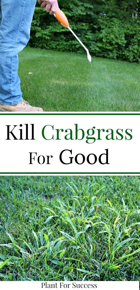 Crabgrass Removal And Crabgrass Control Is Important To Achieve A Uniform Green Lawn Check Out