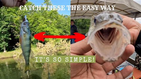 A Simple Way To Catch Walleye And Perch CHASING WALLEYE Fishing