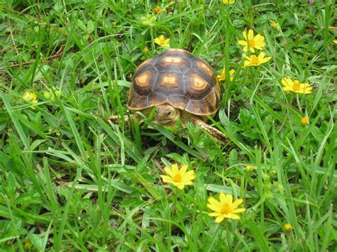 Buy Sulcata Tortoise 4