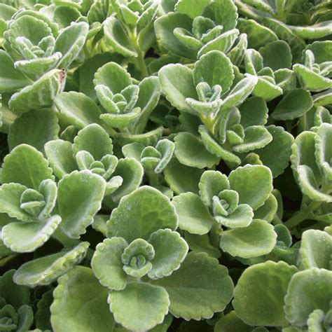 Plectranthus Cerveza N Lime® Plectranthus Coleoides Mygardenlife