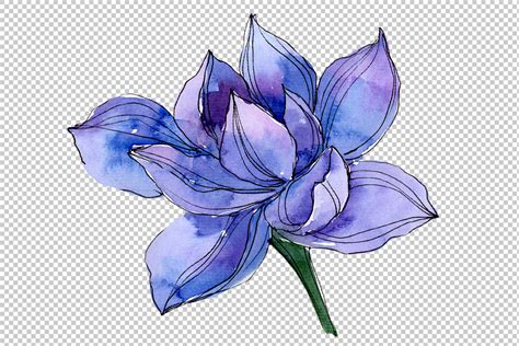 Blue watercolor lotus flower png By MyStocks | TheHungryJPEG