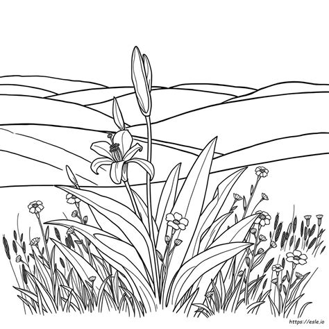 New York State Flower Coloring Page