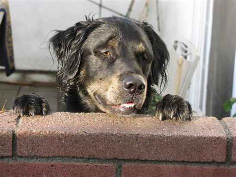 Golden Rottie Golden Rotties Golden Retriever X Rottweiler