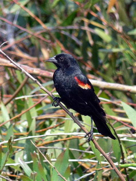 Free Picture Red Winged Blackbird Focuses Attention Something