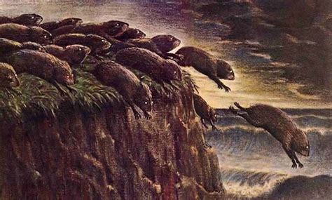 disney fake lemming suicide   nature documentary white