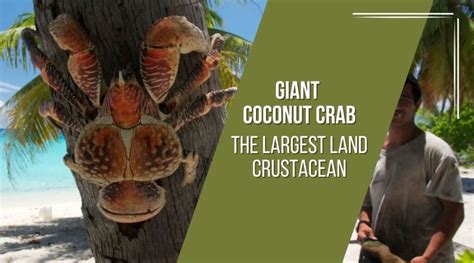 Giant Coconut Crab: Meet the Largest Land Crustacean - Proto Animal