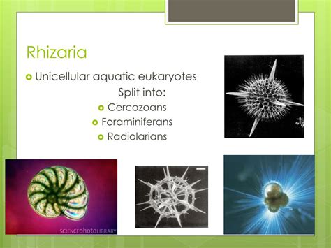 PPT - The Origin and Diversification of Eukaryotes PowerPoint ...