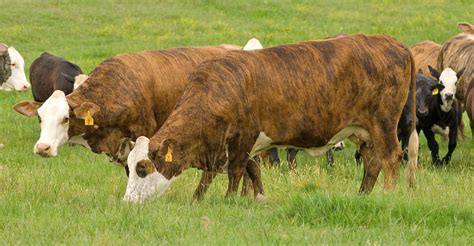 Protect Your Cattle From Anaplasmosis