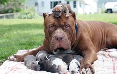 puppies   pitbull dog