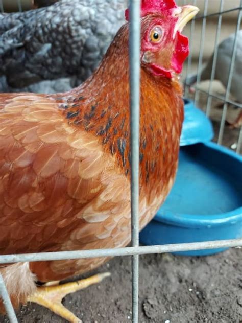 Nueva Camada De Gallinas Criollas Raza Grande San Judas