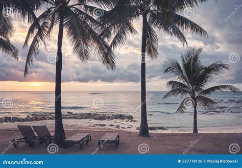 Tropical Beach With Coconut Palm Trees Silhouettes At Sunset Color