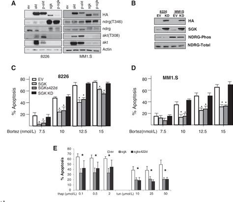 Figure From Sgk Kinase Activity In Multiple Myeloma Cells Protects