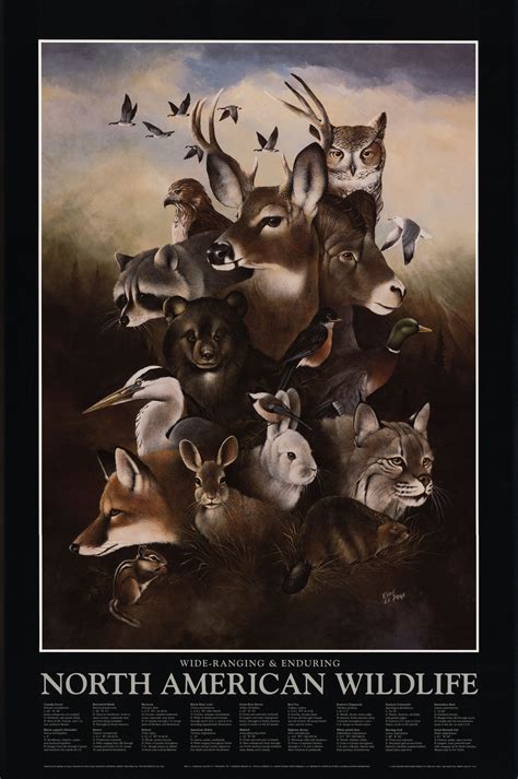 North American Wildlife Paintings