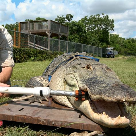 How Much Do Crocodile Hunters Make