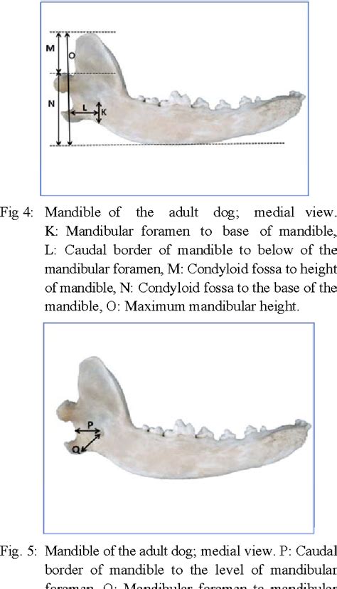 Infraorbital Foramen Dog