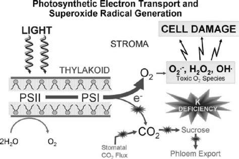 Schematic Representation Of Superoxide Radical Production In