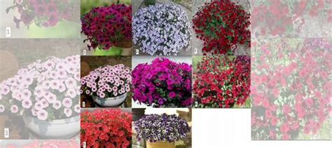 Петуния ампельная (Тайдел) купить в Тольятти | Товары для дома и дачи ...