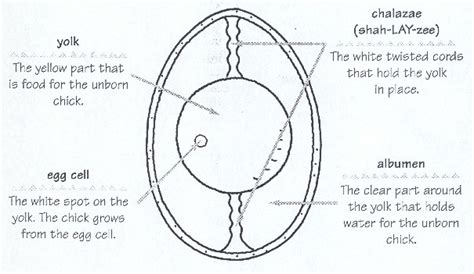 Eggciting Egg Eggsperiment AKA The Naked Egg 7th Grade