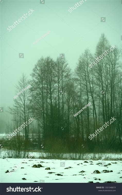 Naked Birch Trees Heavy Mist Countryside Stock Photo Shutterstock