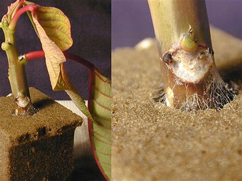 Greenhouse Floriculture Diseases Of Poinsettias UMass Center For