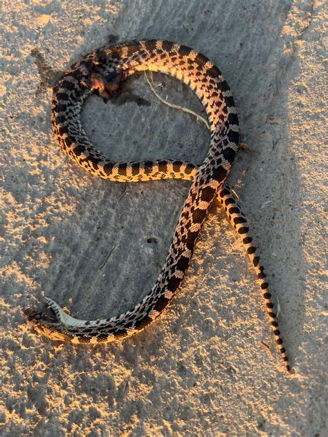 Identify Dead Snake : r/whatsthissnake