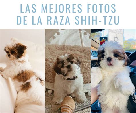 Cómo Adiestrar a Un Perro de Raza Shih Tzu Conoces el origen de su