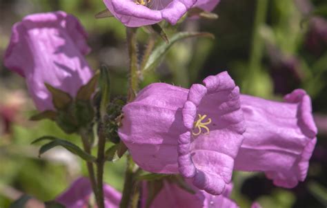 How To Grow And Care For Canterbury Bells