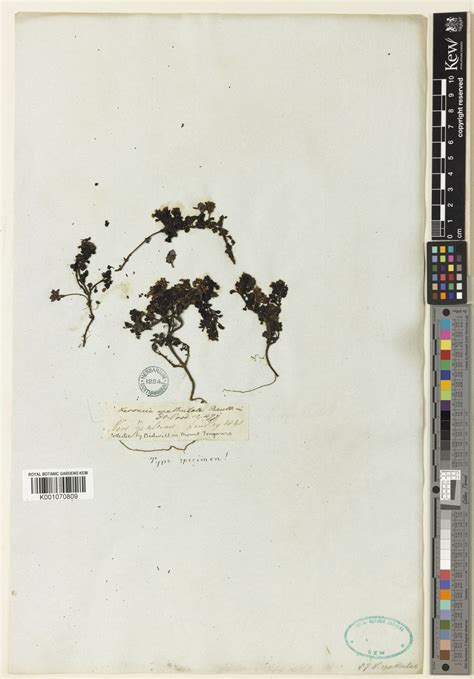 Veronica Spathulata Benth Plants Of The World Online Kew Science