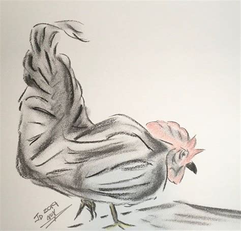 Charcoal Rooster Nature Art Drawings Art