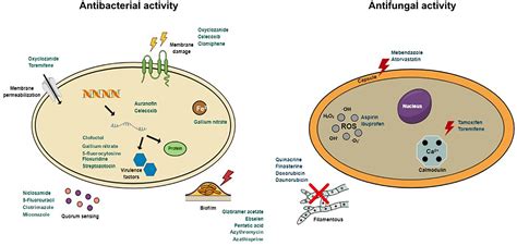 Frontiers Drug Repurposing For The Treatment Of Bacterial And Fungal