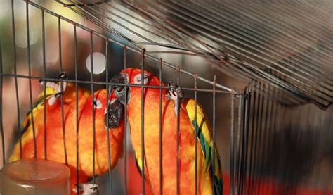 The Best Conure Cage for 2022 - Bird Nature