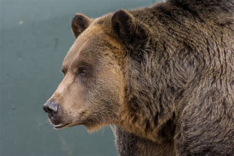 Grizzly Bear stock photo. Image of head, animal, fauna - 49440196