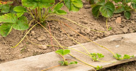 Strawberries How To Plant Grow Care For GIY Plants