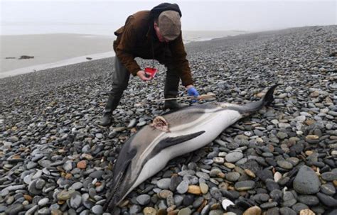 Les Chouages De Dauphins Encore Plus Nombreux En Sur Nos C Tes